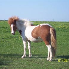 Islænder Raudskjona fra sortenborg