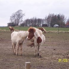 Islænder Raudskjona fra sortenborg