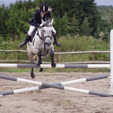 Arabisk fuldblod (OX) Team Sødrings Maximum