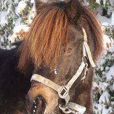Anden særlig race Buller