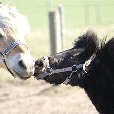 Anden særlig race Buller