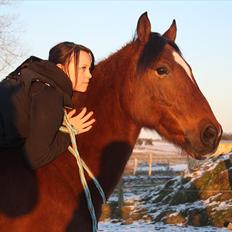 Welsh Cob (sec D) Rambo.