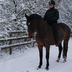 Trakehner Pihorn RIP