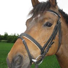 Trakehner Pihorn RIP