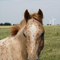 Knabstrupper Apachie <3