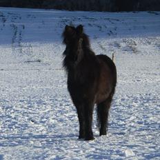 Islænder Náttgjólá