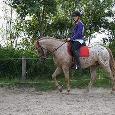 Knabstrupper Apachie <3