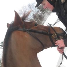 Anden særlig race Starlight (var låne pony)