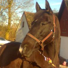 Anden særlig race Leika