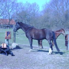 Anden særlig race Leika