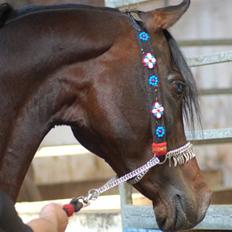 Arabisk fuldblod (OX) The Promise R.I.P.