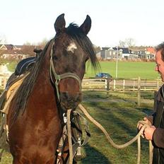 Arabisk fuldblod (OX) The Promise R.I.P.