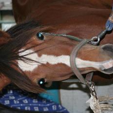 Anden særlig race Starlight (var låne pony)