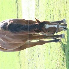 Anden særlig race Starlight (var låne pony)