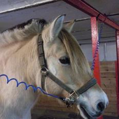 Fjordhest Nette <3 (mor til Molli) •himmelpony•