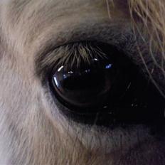 Fjordhest Nette <3 (mor til Molli) •himmelpony•