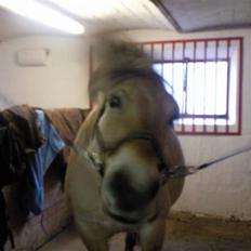 Fjordhest Nette <3 (mor til Molli) •himmelpony•