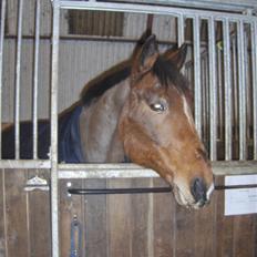 Anden særlig race Mister Gallon 