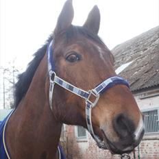 Anden særlig race Mister Gallon 