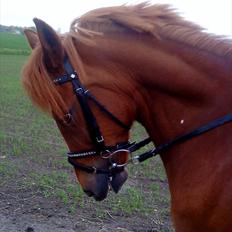 Anden særlig race - VEJGAARS LUCA<3 solgt til Sverige