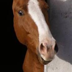 Dansk Varmblod Debutant 