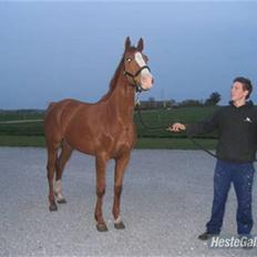 Dansk Varmblod Debutant 