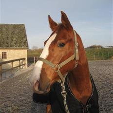 Dansk Varmblod Debutant 