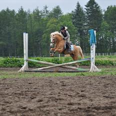 Welsh Pony af Cob-type (sec C) Chicco