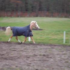 Welsh Pony af Cob-type (sec C) Chicco