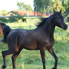 Arabisk fuldblod (OX) Ja'ziah