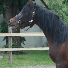 Arabisk fuldblod (OX) Ja'sim 