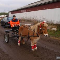 Anden særlig race Luffe