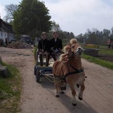 Anden særlig race Luffe