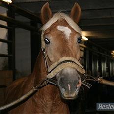 Tyroler Haflinger Kiwi