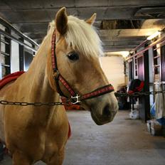 Tyroler Haflinger Kiwi