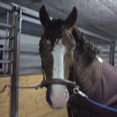 DSP simba<3 (bassemand)