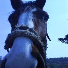 Dansk Varmblod Fifi<33