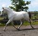 Lusitano Querida
