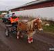Anden særlig race Luffe