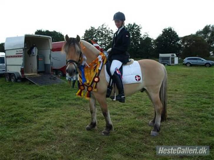 Fjordhest Mister - Mister og ejer (Inge) efter EM med alle deres rosætter billede 13