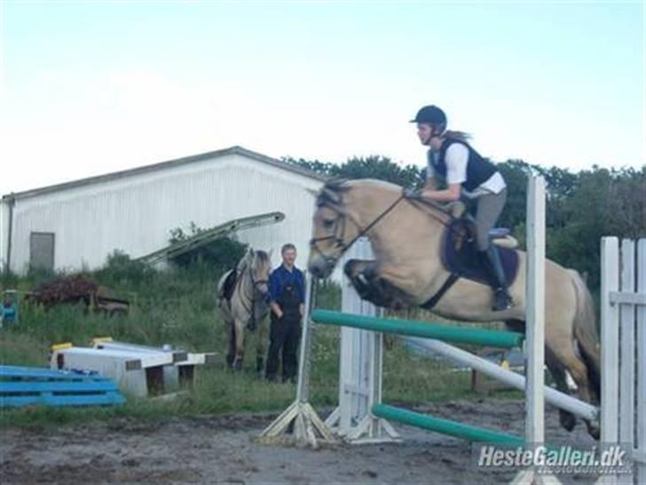 Fjordhest Mister - Der springer de 110 cm. billede 14