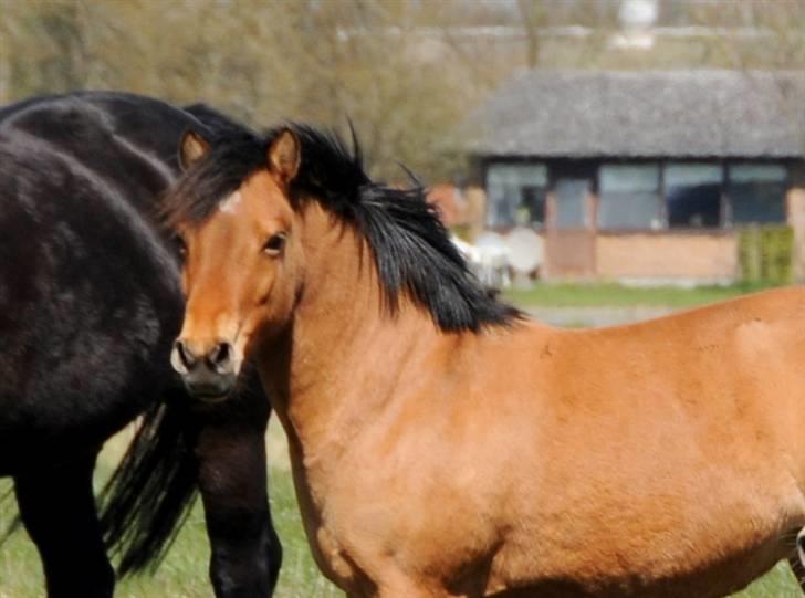 Anden særlig race Paya billede 19
