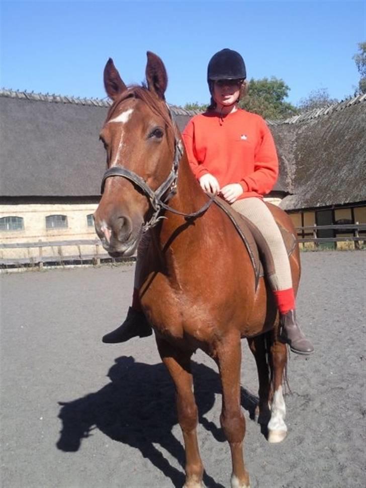 Frederiksborg Romeo bakkely (Thor) - En hygge dag med bassen ;D billede 1