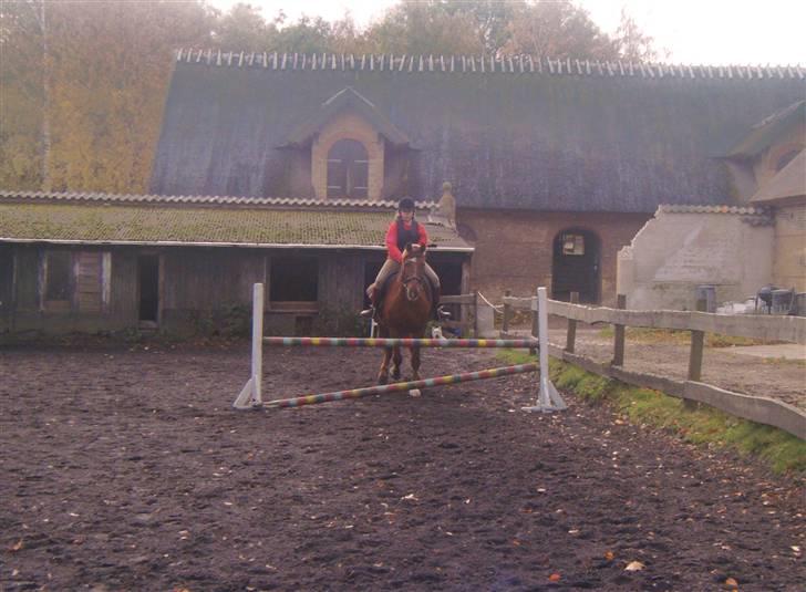 Frederiksborg Romeo bakkely (Thor) - d: billede 4