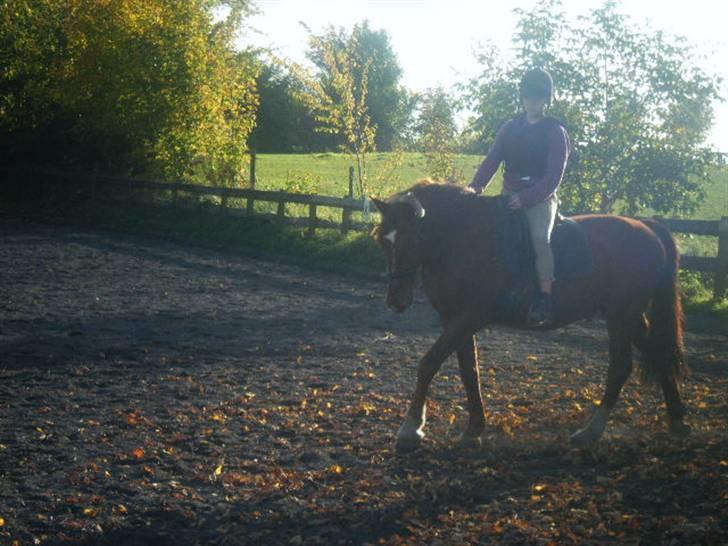 Frederiksborg Romeo bakkely (Thor) - desværre ingen nye dressur biller pga. mitknæ (: billede 5