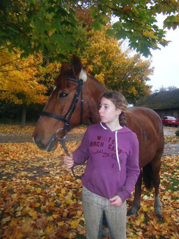 Frederiksborg Romeo bakkely (Thor) - sidste efterår (: billede 6