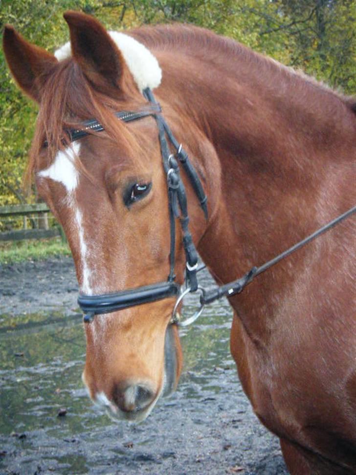 Frederiksborg Romeo bakkely (Thor) - smukt hovede billede d: billede 8