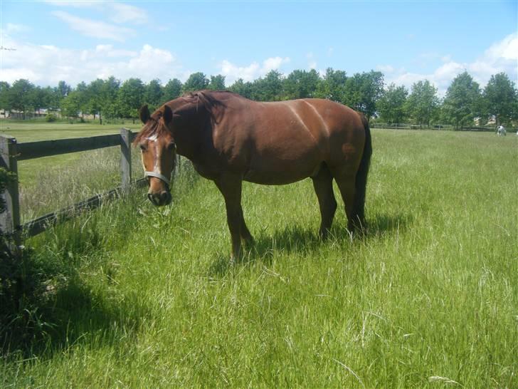 Frederiksborg Romeo bakkely (Thor) - thor på græsfold d: billede 9