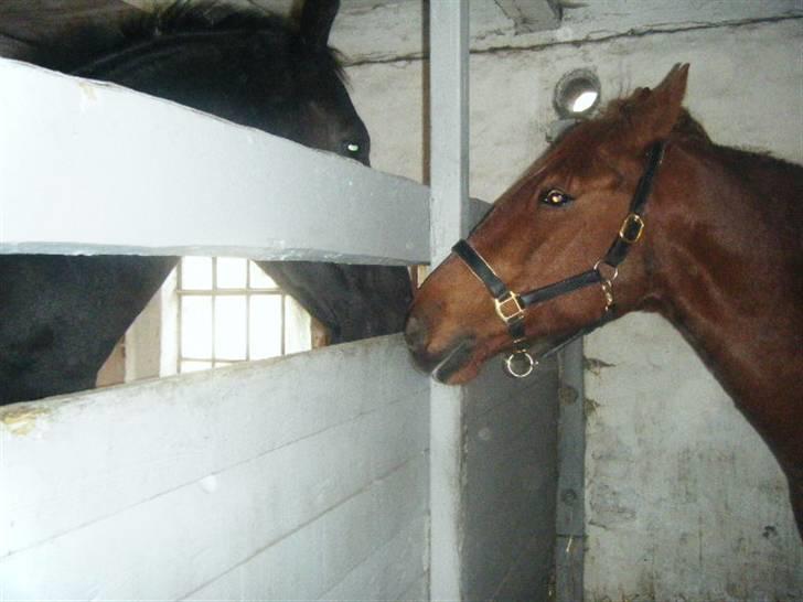 Frederiksborg Romeo bakkely (Thor) - Thor og hans tidligere nabo Valin d: billede 10