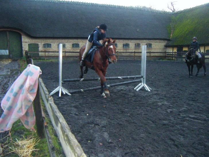 Frederiksborg Romeo bakkely (Thor) - 3. gang jeg springer på ham d: billede 11